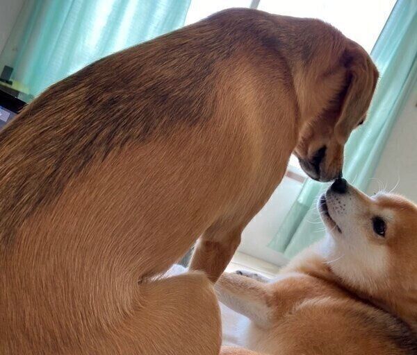 飼い主さんに寄り添うこてつくんとあんずちゃん