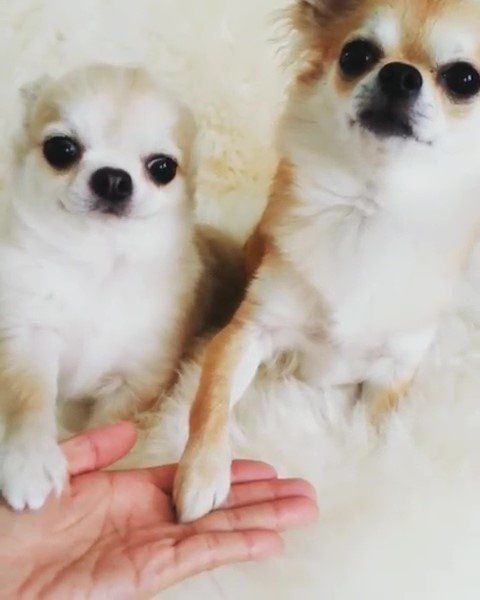 二匹で一緒にオテする犬たち