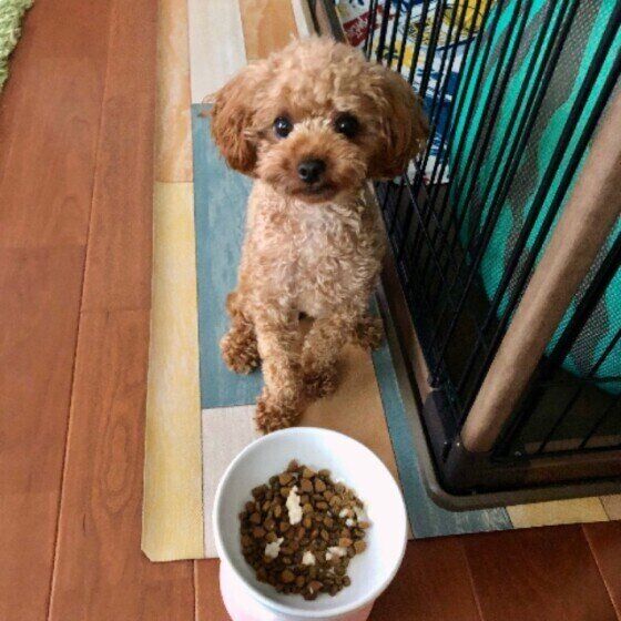 ゴハンを待つトイ・プードル