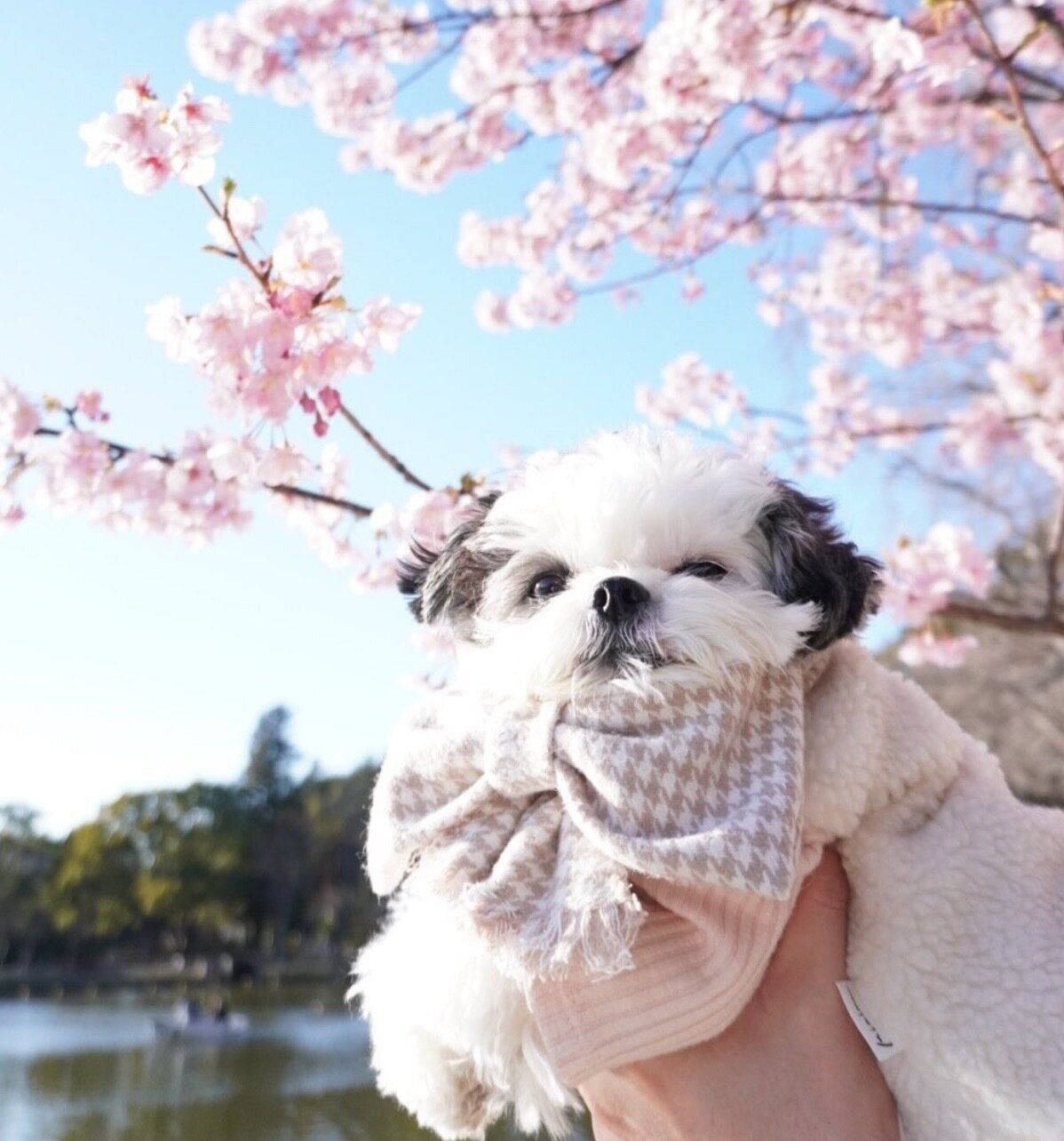 お出かけを楽しむハラミちゃん