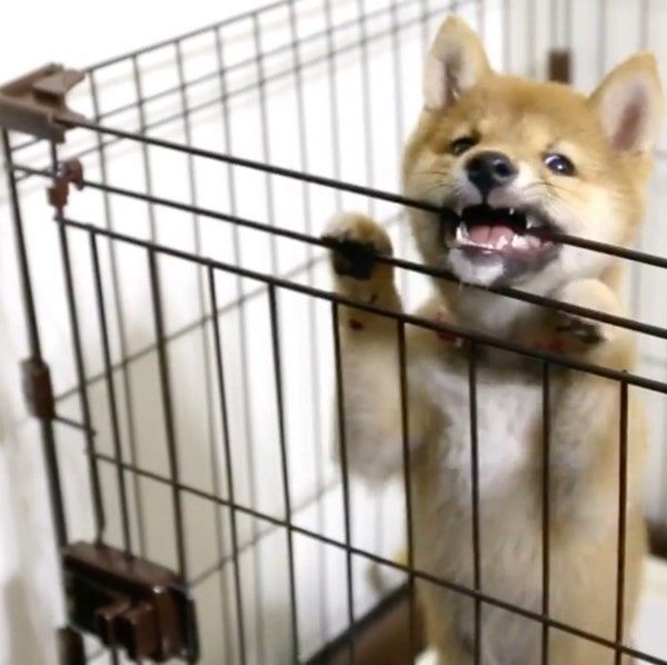 飼い主さんに媚びを売る柴犬