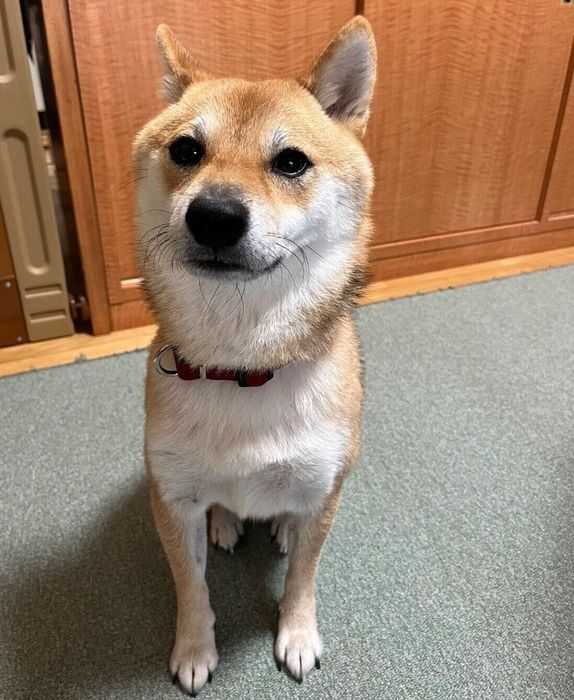見つめる豆太郎くん