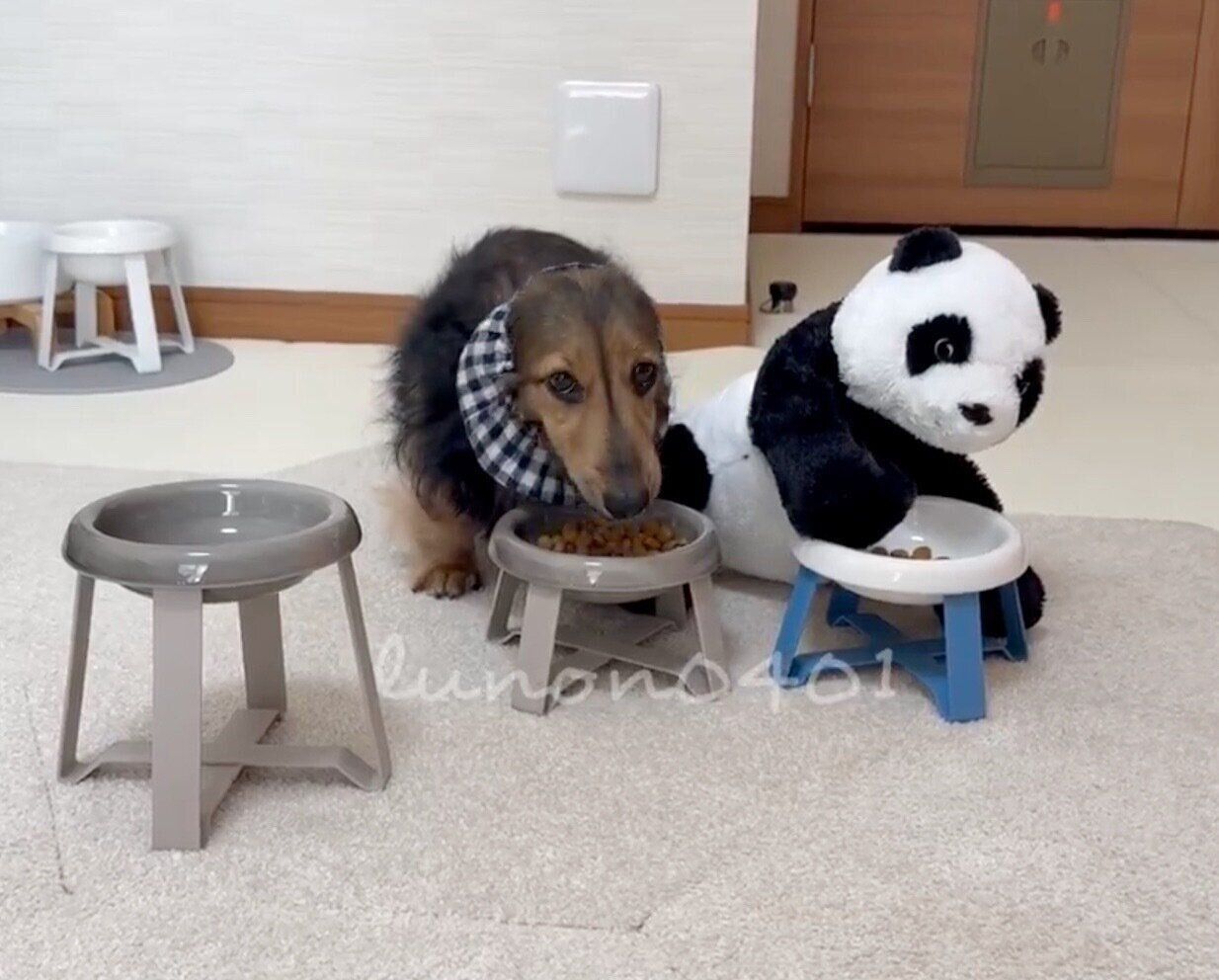 パンダさんと並んでゴハンを食べる、るのんくん