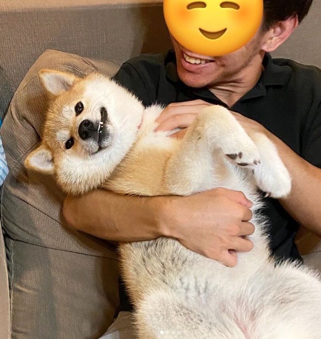 息子さんに抱っこしてもらうこむぎちゃん