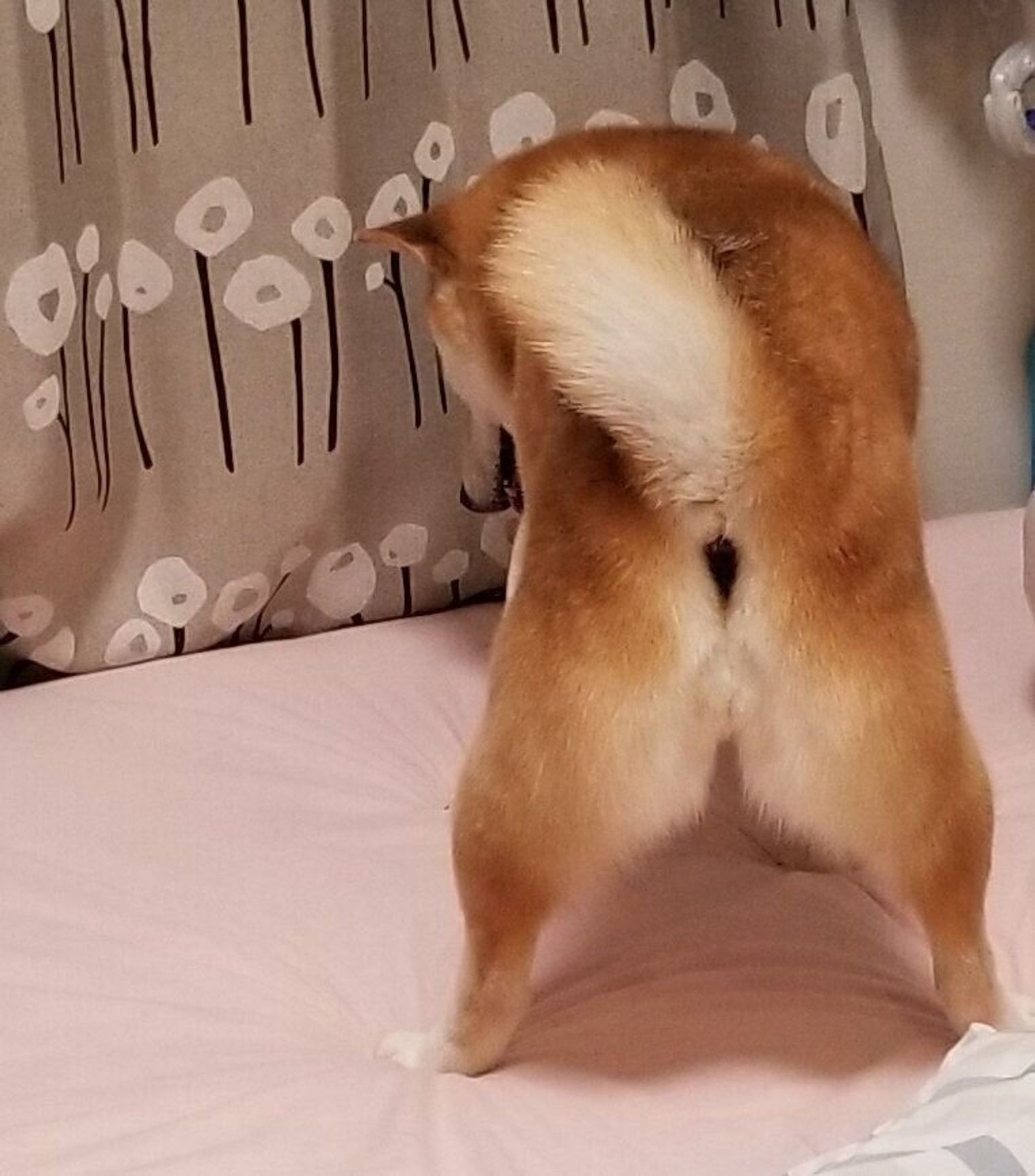 尻尾をセクシーにふりふり 柴犬あるある 遊びへの誘い上手なとこ 連載 ここ掘れここ柴 Vol 123 いぬのきもちweb Magazine 尻尾をセクシーにふりふり 柴犬あるある 遊びへの誘い上手なとこ 連載 ここ掘れここ柴 Vol 123 いぬのきもちweb Magazine