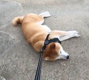 引きずられる犬