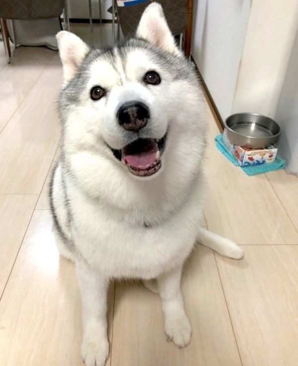 お目めをキラキラさせて見つめるシルビアちゃん