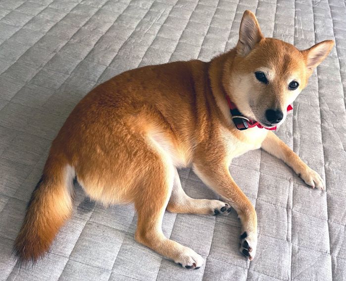 まったりするむぎちゃん