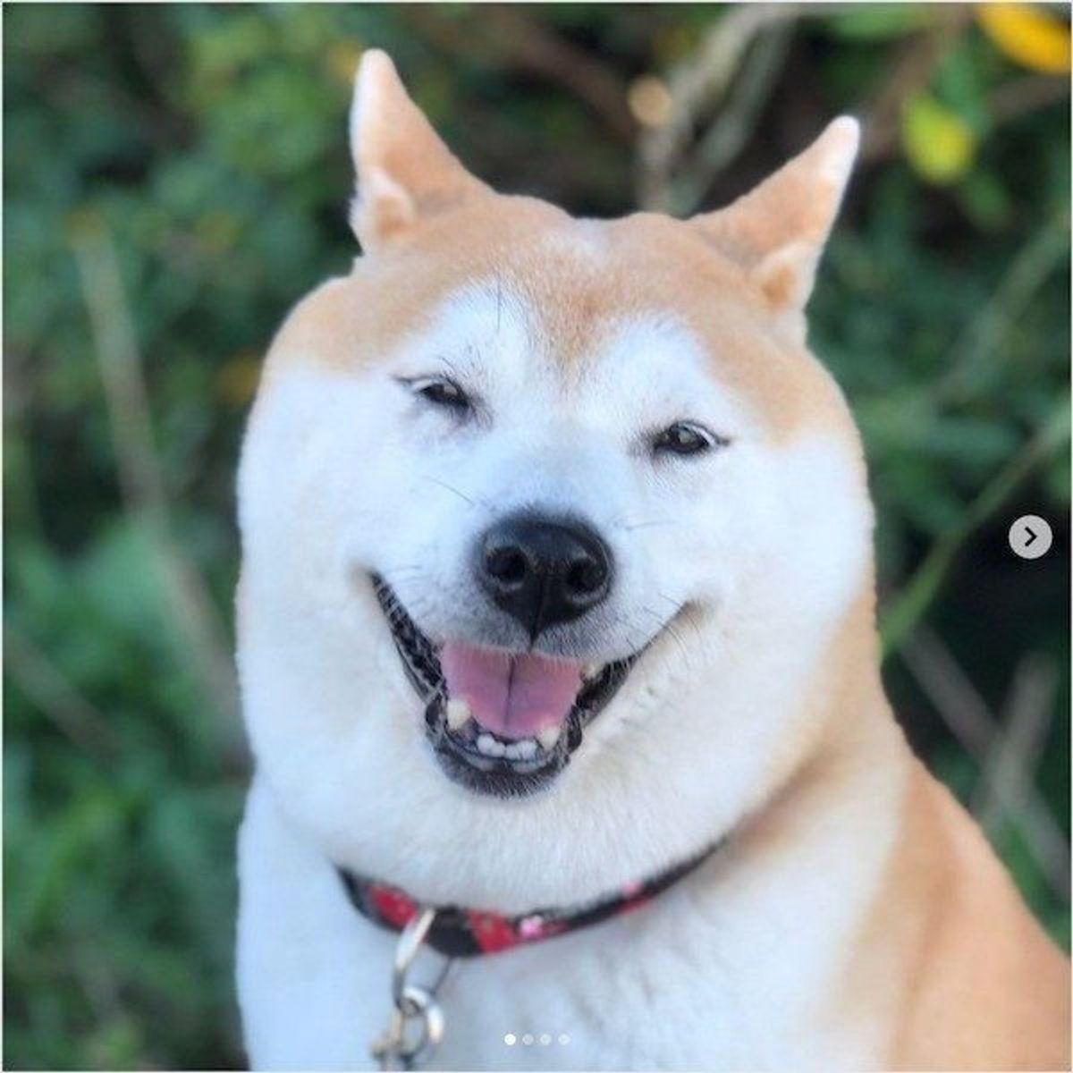 ワンコの意外な 弱点 思わずお顔が豹変の事態に 笑 いぬのきもちweb Magazine ワンコの意外な 弱点 思わずお顔が豹変の事態に 笑 いぬのきもちweb Magazine