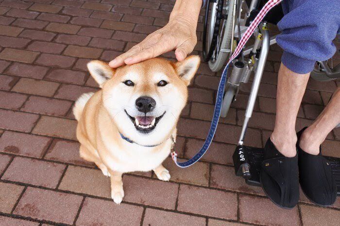 柴犬マロたん、じぃじと暮らした6年と、それからの8年｜いぬのき