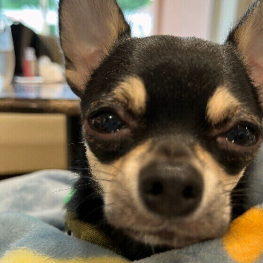 犬が赤ちゃんや子どもと仲良く暮らすためにできること いぬのきもちweb Magazine 犬が赤ちゃんや子どもと仲良く暮らすためにできること いぬのきもちweb Magazine