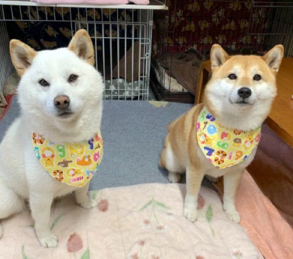 見つめるみかんちゃんとQ太郎くん