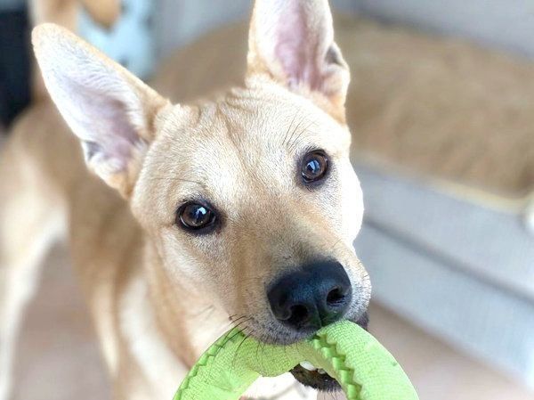 おもちゃをくわえるりくちゃん