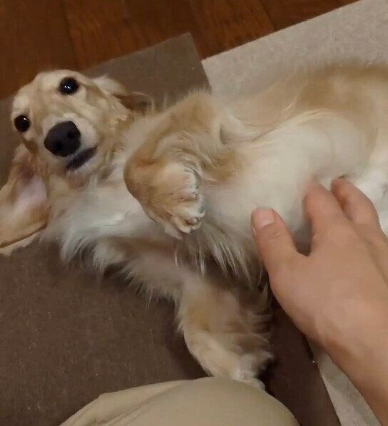 おなかをなでられるのが好きなリッキーくん