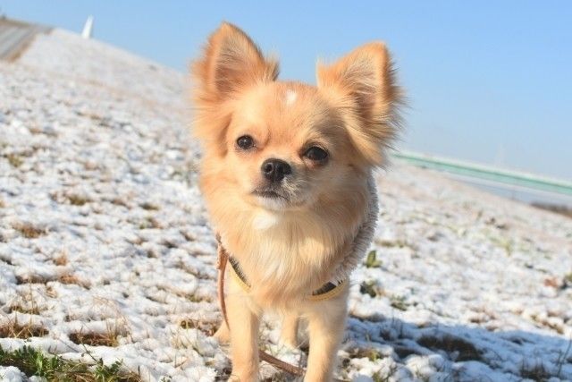 見つめるチワワ