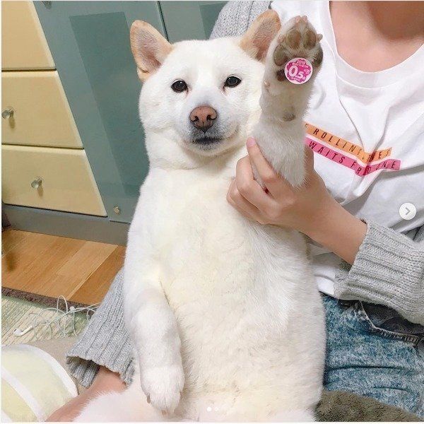 前足についたシールを見せる柴犬