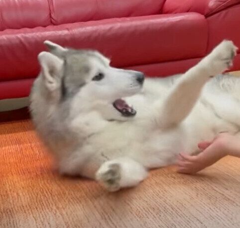 お兄ちゃんにかまってほしい文太くん