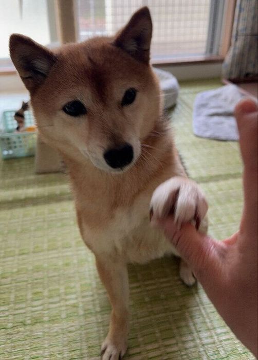 飼い主にタッチする柴犬