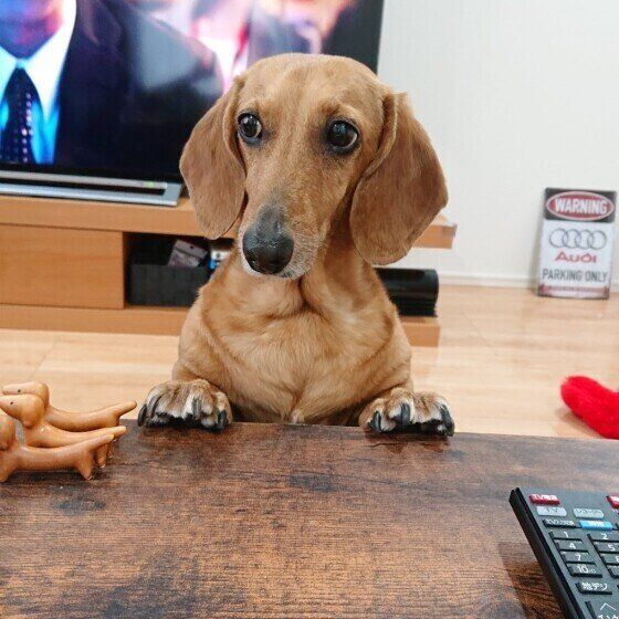 ミニチュア・ダックスフンド・むぎくん・スムース