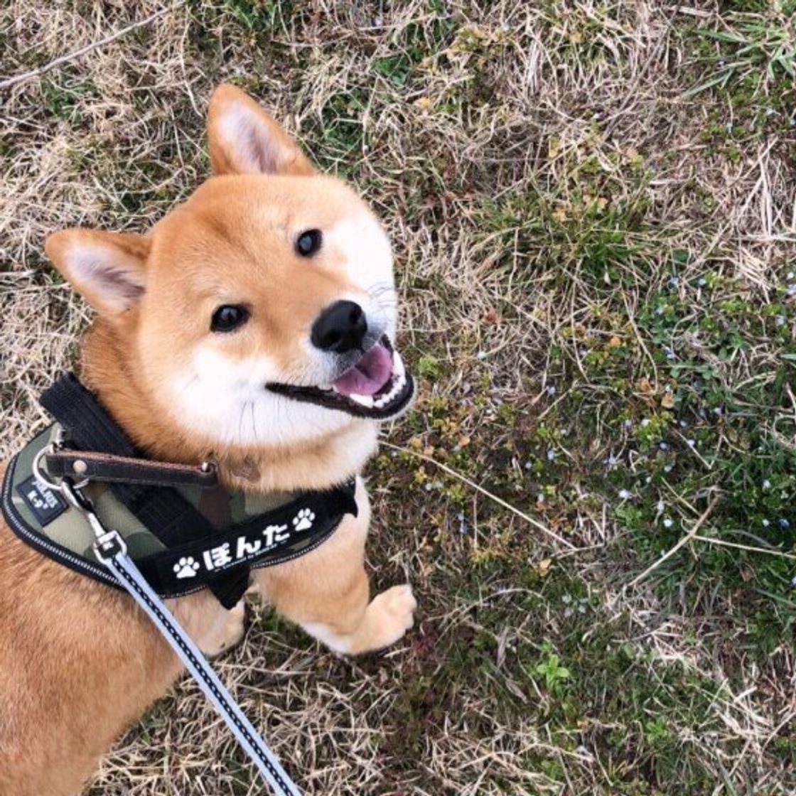 寒暖差のある時期に起こりうる 犬の病気 不調 いぬのきもちweb Magazine 寒暖差のある時期に起こりうる 犬の病気 不調 いぬのきもちweb Magazine