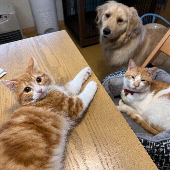 犬と猫はごはんの食べ方が違う? 犬と猫の食にまつわる習性の違いを獣医師に聞いた いぬのきもち