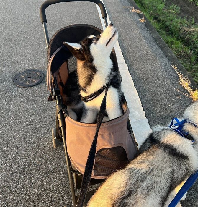 外の世界を感じるヒースくん