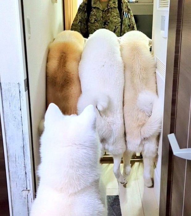 帰宅したパパさんを出迎える愛犬たち