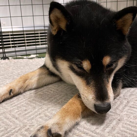 ストーブであたたまるごまちゃん