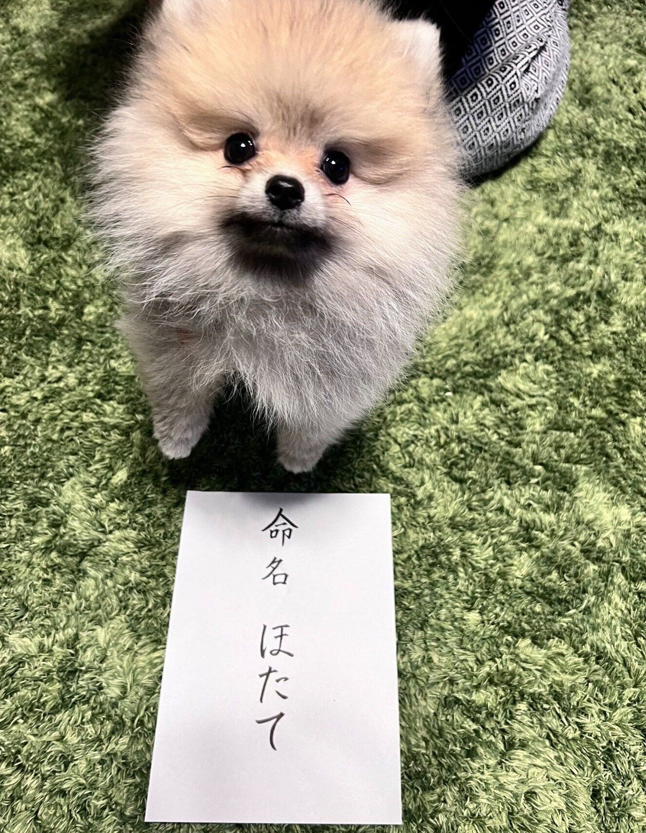 名前を決めたときのほたてくんの様子