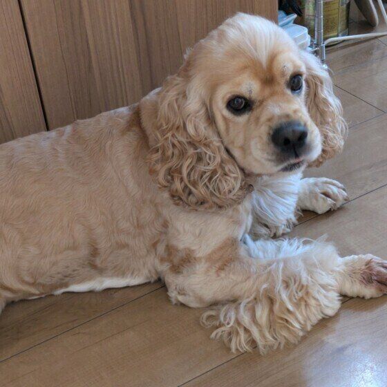 床に伏せるアメリカン・コッカー・スパニエル