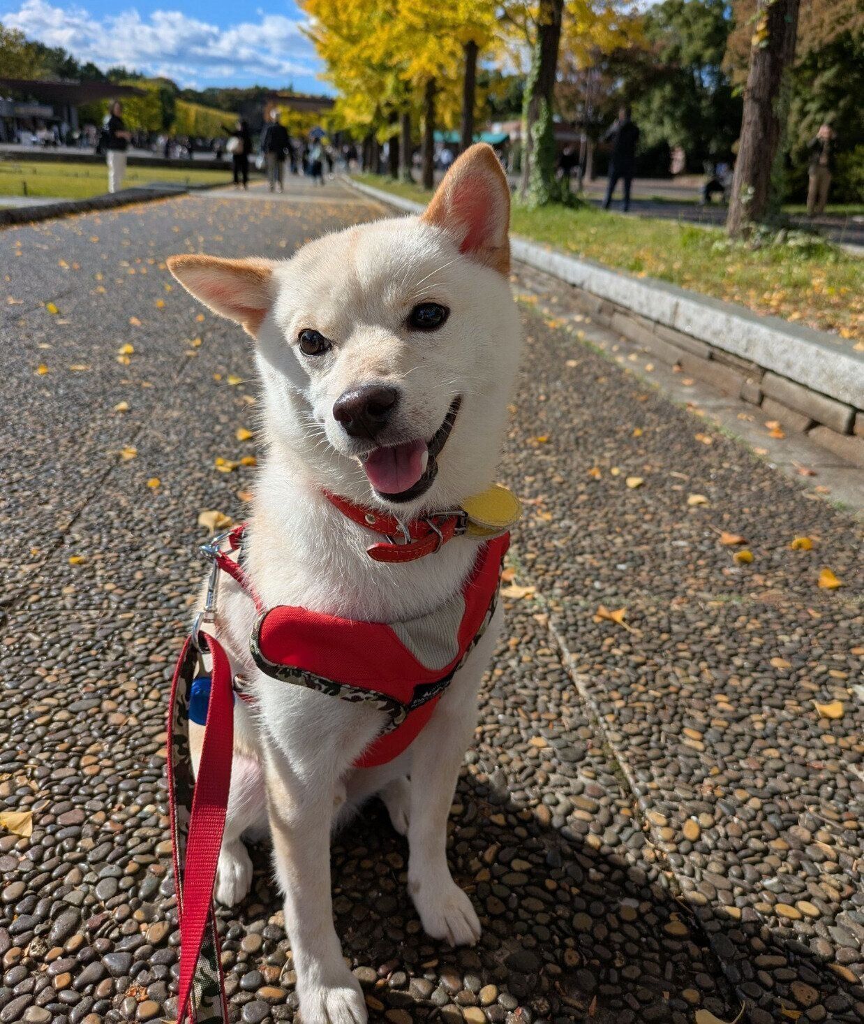 散歩を楽しむしろまめくん