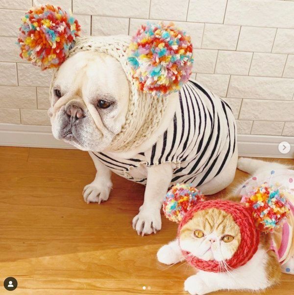 フレンチブル・ドッグとエキゾチックショートヘア