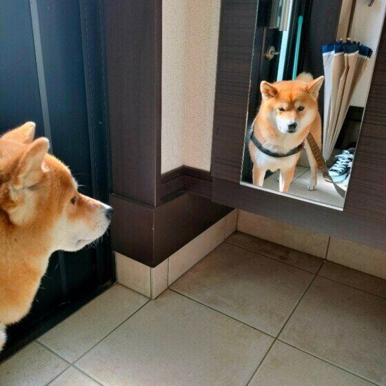 鏡を見つめる柴犬