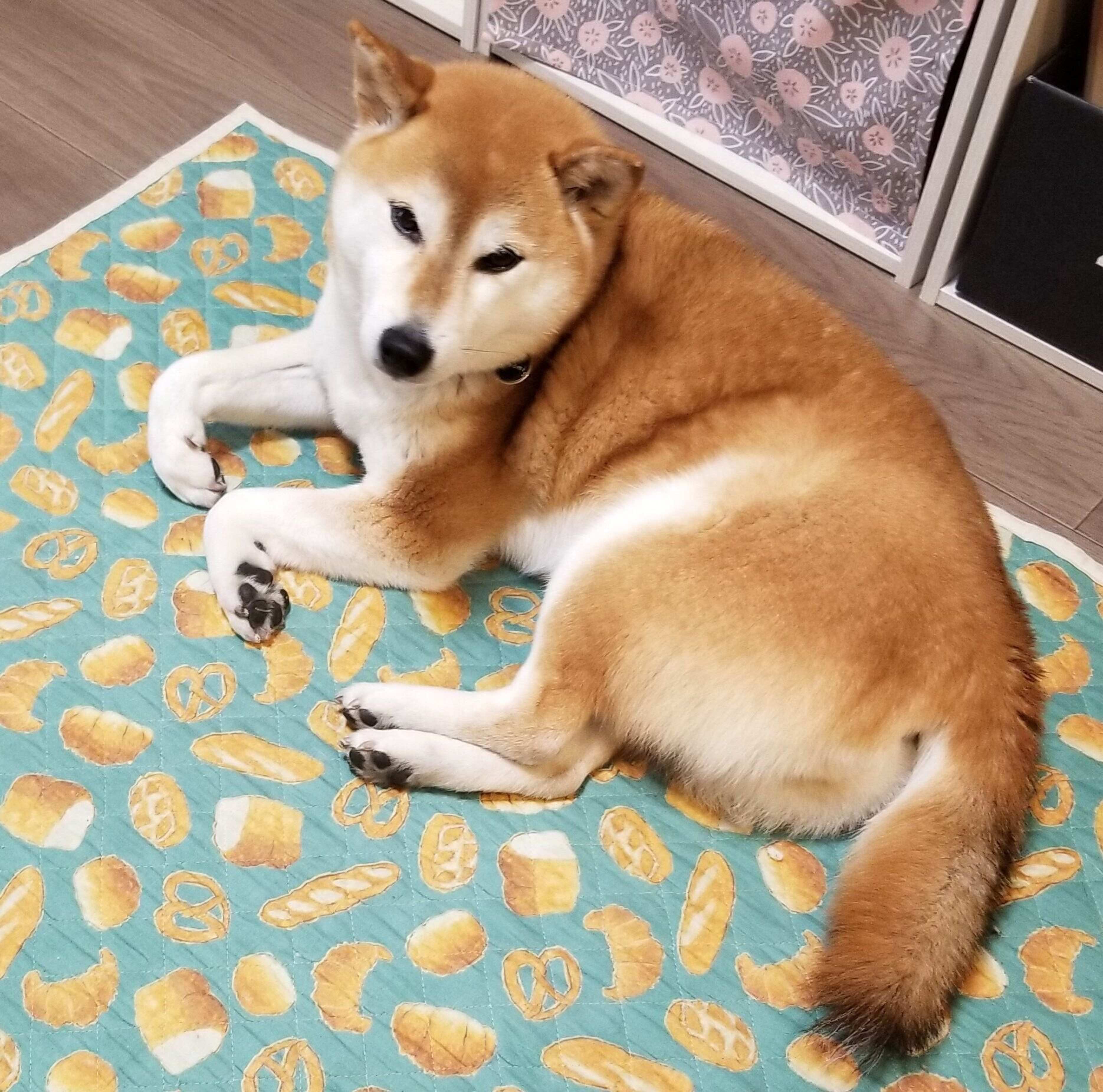 柴犬あるある 自分の前足をハムハム 連載 ここ掘れここ柴 Vol 86 いぬのきもちweb Magazine 柴犬あるある 自分の前足をハムハム 連載 ここ掘れここ柴 Vol 86 いぬのきもちweb Magazine