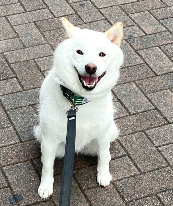 笑顔で“拒否柴”中のゆきみちゃん