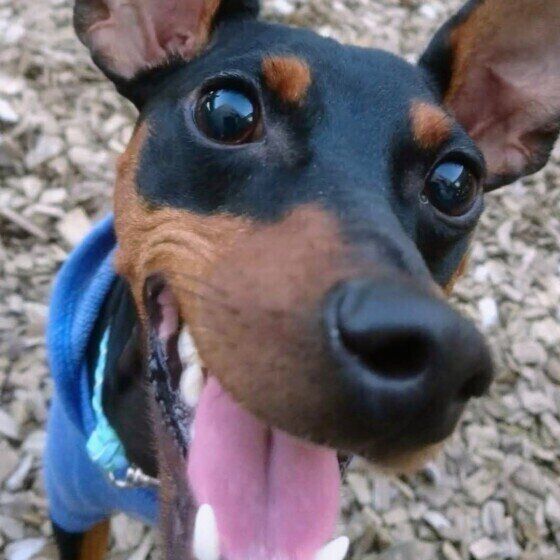 犬も「しもやけ」になる？ 冷たい地面や雪道を歩いた後の犬のしもやけ対策 ミニチュア・ピンシャー いぬのきもち