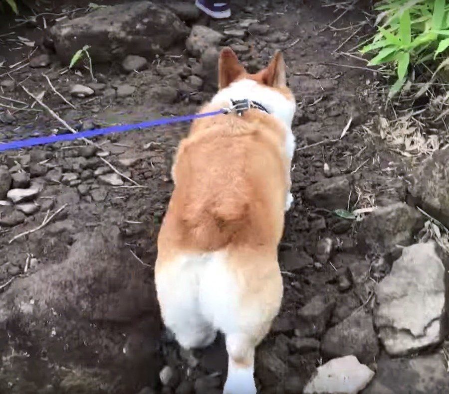 ハイキングを楽しむワンコ