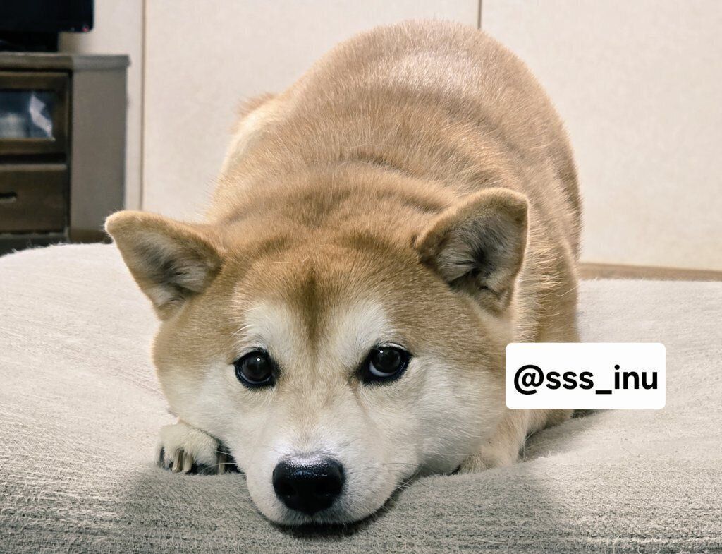 見つめる麦くん