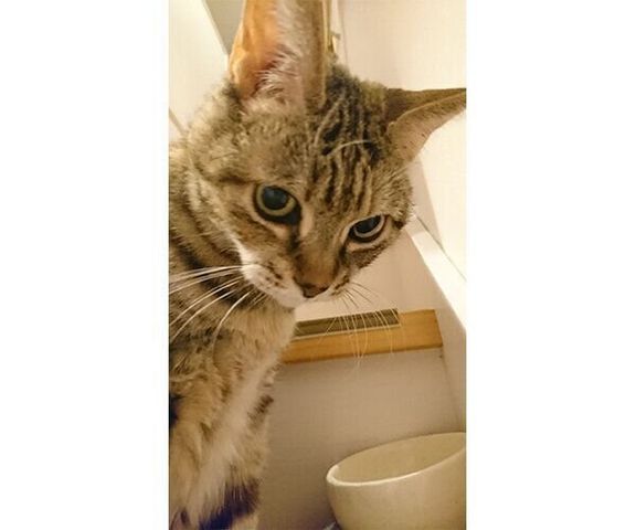 愛猫・元保護猫のうりしゃん