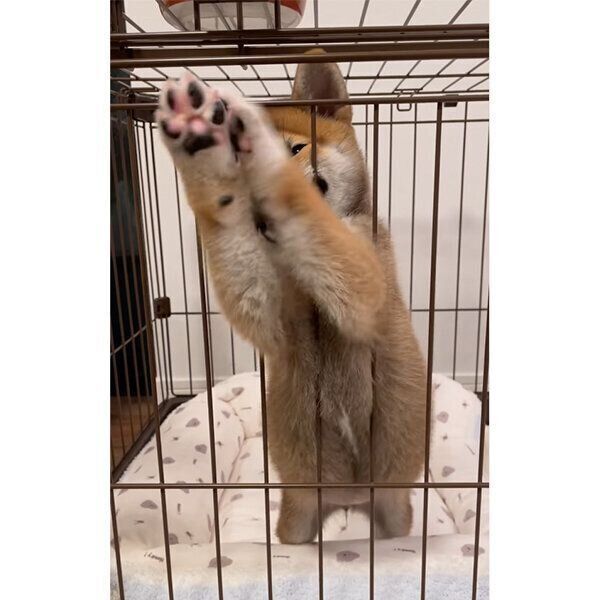 飼い主さんを大歓迎するこはくちゃん