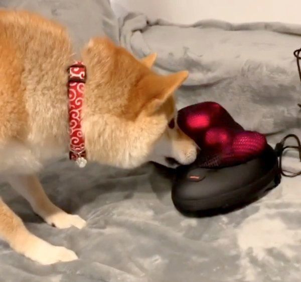 マッサージ器に興味津々な柴犬・味噌ちゃん