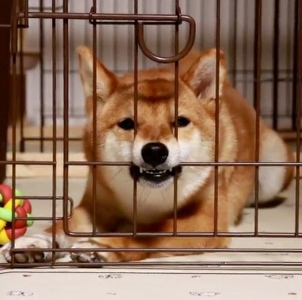 睡魔と戦う柴犬