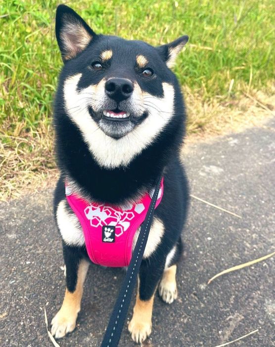 散歩をする小町ちゃん