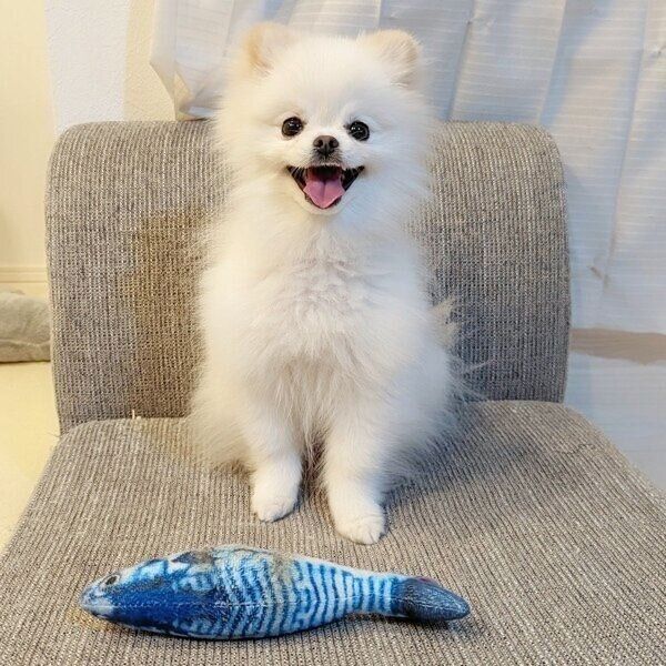 普段は遊ぶことが大好きなこめたくん