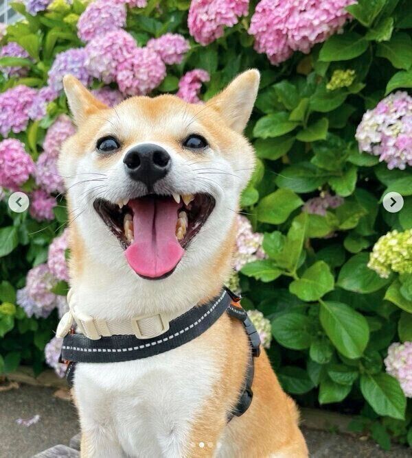 笑顔が可愛いきなこちゃん