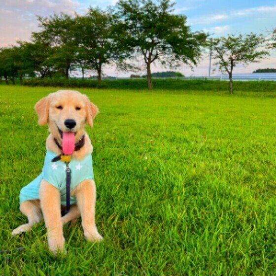 お散歩するゴールデン・レトリーバー