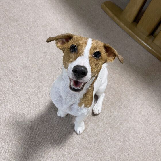 犬が部屋の中で急に走り出すのはなぜ？ 犬が室内を爆走する理由と対処法 いぬのきもち