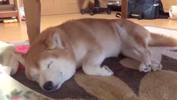 ぬくぬくするロペさん