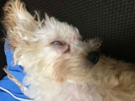 こまめちゃんの白目…