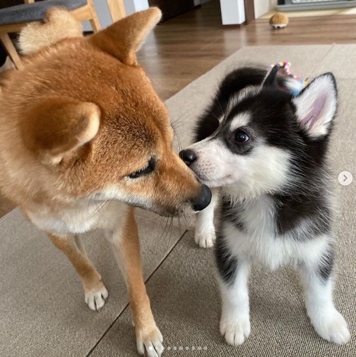 初対面したおかかちゃんとおこげくん